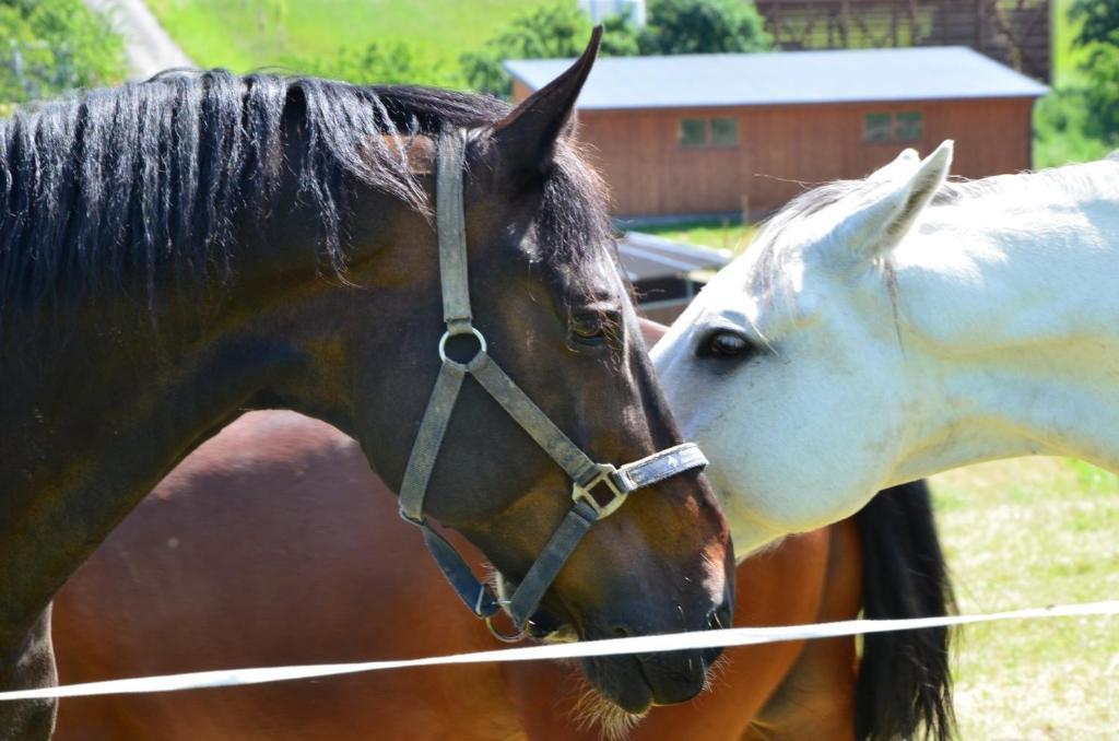 Hotel Horse Riding - Jezdecky Areal Trsice Ngoại thất bức ảnh
