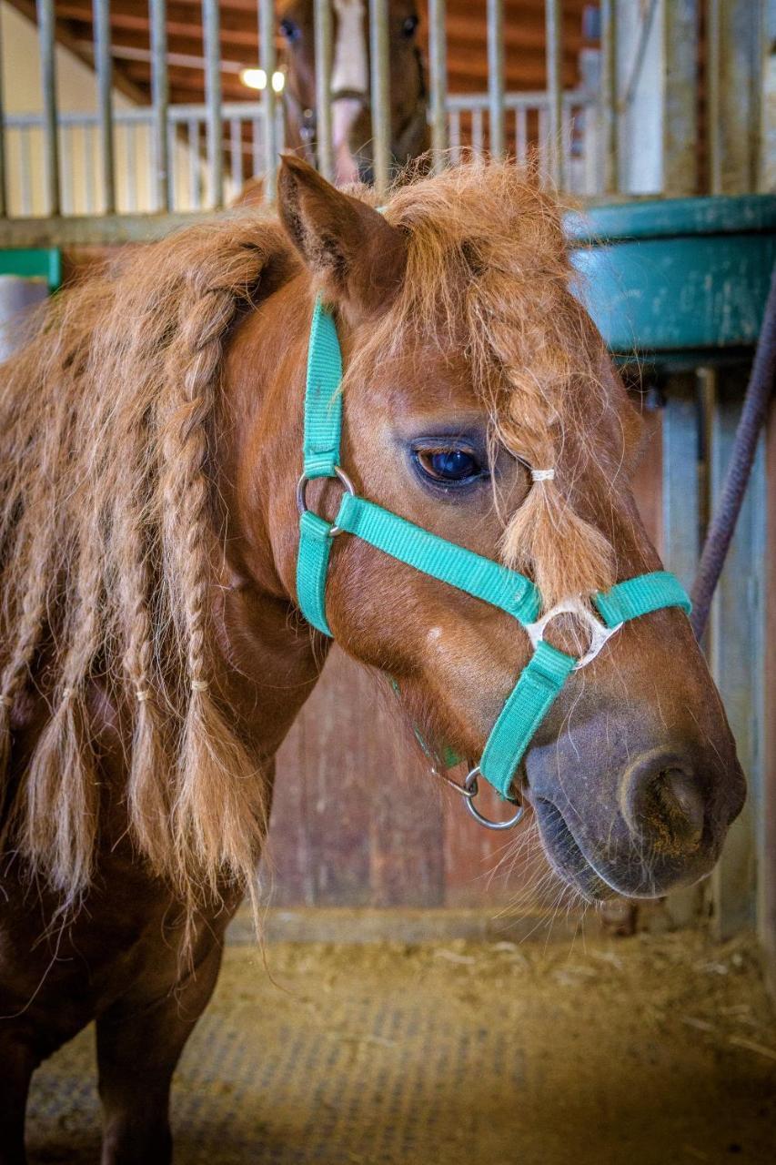 Hotel Horse Riding - Jezdecky Areal Trsice Ngoại thất bức ảnh